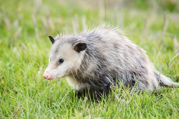 How to Dispose of a Dead Possum | HomeSteady