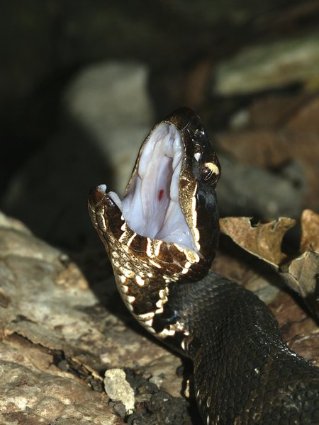 A cottonmouth opens its jaws in order to be more visible.