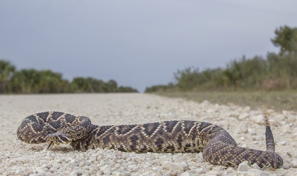 Eastern Diamondback Rattlesnake on beach road