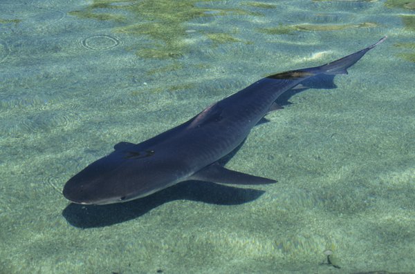 Photo Credit: Tom Brakefield/Stockbyte/Getty Images Tiger sharks could potentially pose a threat to Florida manatees.