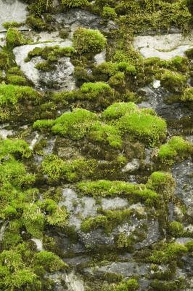 How To Grow Moss Between Pavers Home Guides Sf Gate