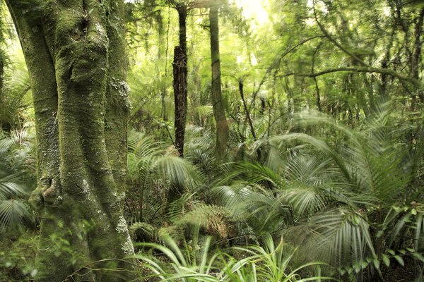 The understory layer.