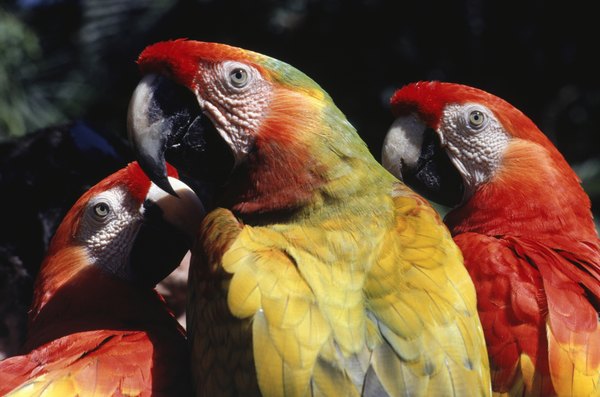 Não estimule a criação de animais silvestre e denuncie o tráfico