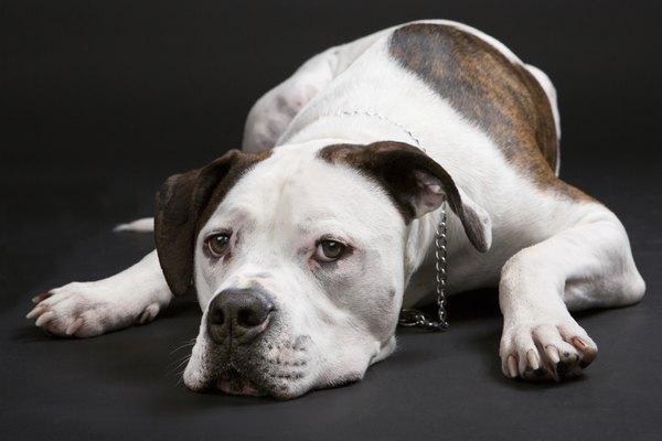 Difference Between Johnson or Scott American Bulldogs | Dog Care ...