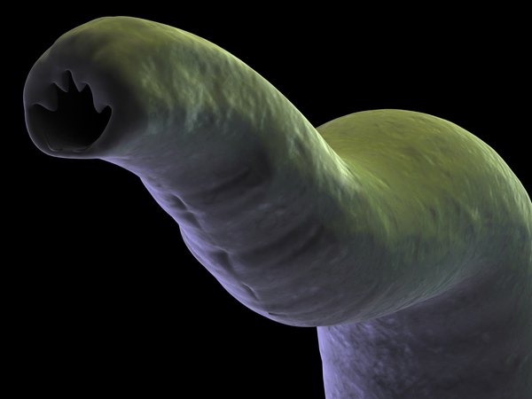 The head of a hookworm