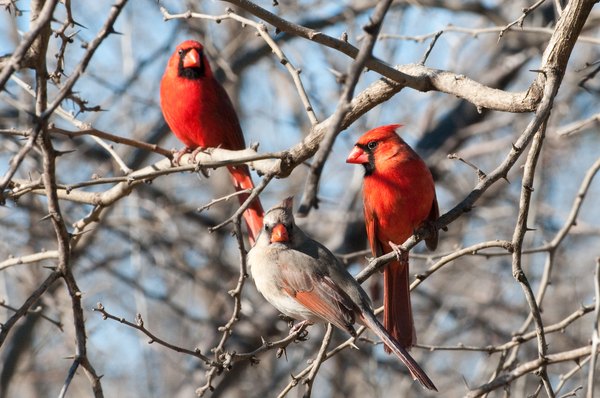 Three cardinals flock together on bare branches.