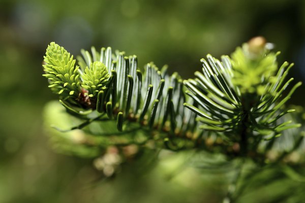 A close-up of a young pine branch with cones.