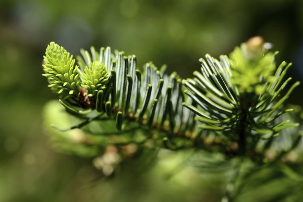 conifers plant