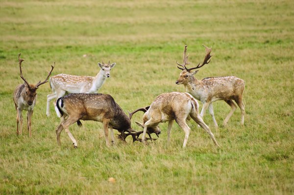 group of male deer sparring