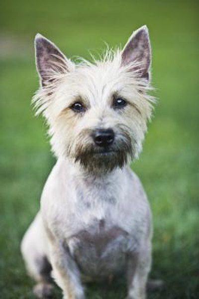 Cairn Terrier Dog Grooming Tips Pets