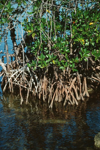 Mangrove ecosystems are structurally and biologically diverse.