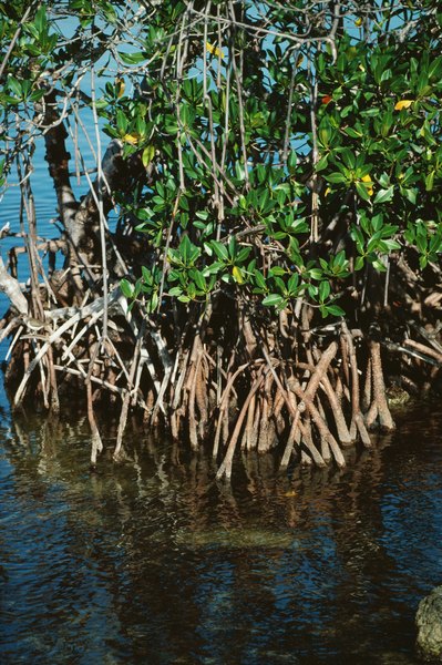 mangrove swamps fish