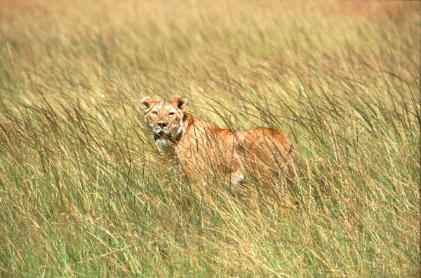 Vast grasslands intermixed with airy woodland typify tropical savannas.