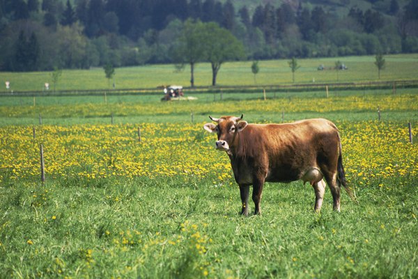 Certified organic beef animals must have access to organic pastures.