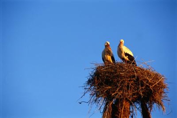 How To Prevent Birds From Building A Nest In An Outdoor Light How To Prevent Birds From Building A Nest In An Outdoor Light Fixture Home Guides Sf Gate