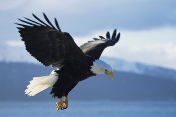 What Kind Of Eagles Live In Michigan Animals Momme