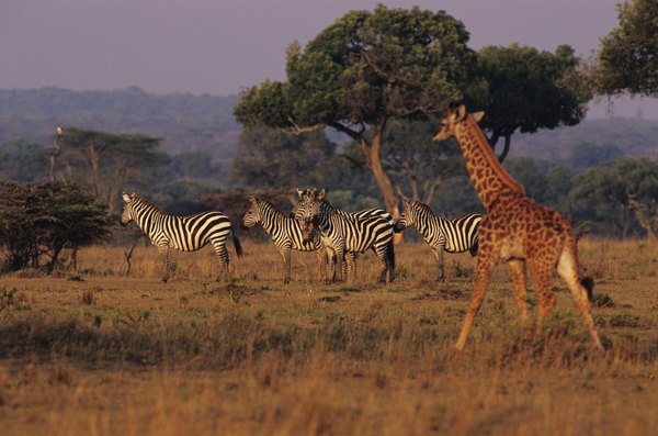 Photo Credit: Anup Shah/Photodisc/Getty Images Savanna.