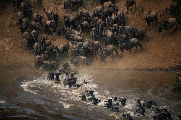 The rainfall fluctuations of a tropical-savanna climate drive the Serengeti migrations.