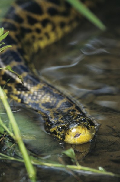 Anacondas are superb semi-aquatic hunters.