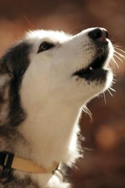 Hoarseness in Dogs When Barking - Pets