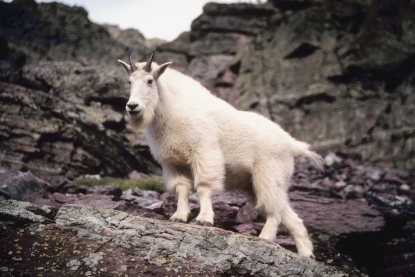 A mountain goat stands on a rocky ledge.