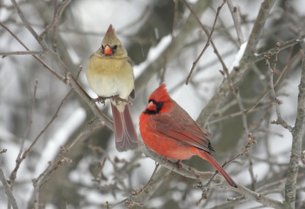 A male and female cardinal perch in a shrub on a snowy day.