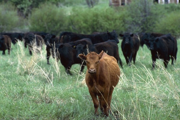While much of the farmland is dedicated to growing corn and other cash crops, the West also boasts a number of large cattle ranches.