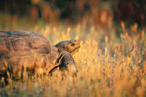 Desert tortoises are sometimes injured by litter.