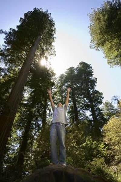 Redwood trees in backyard