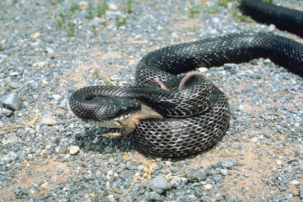 Rat snakes are among the colubrids native to Georgia.