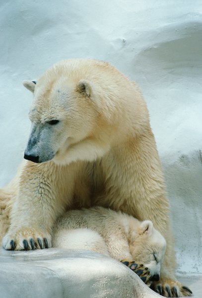 How Often Do Polar Bears Reproduce? | Animals - mom.me