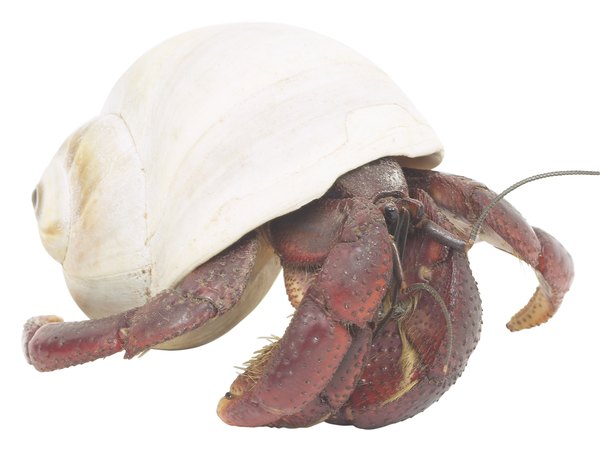 Can I Put a Hermit Crab With a Sulcata Turtle? | Animals - mom.me