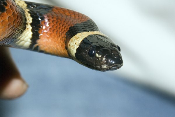 Black Snakes With Yellow Rings In Georgia