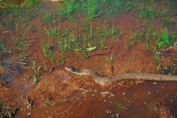Brown water snakes thrive in aquatic habitats.