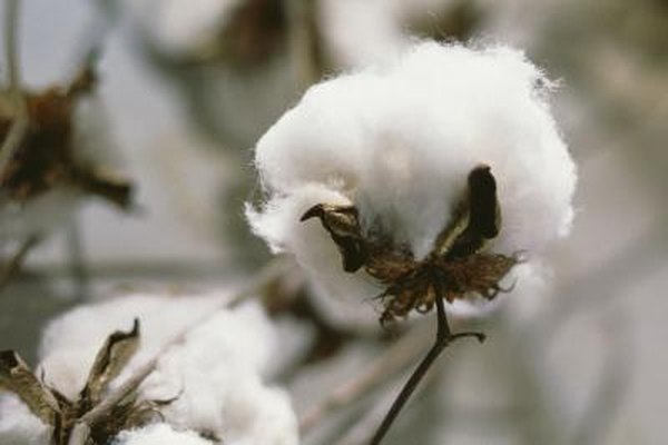Supima Vs Egyptian Cotton Home Guides Sf Gate Supima Vs Egyptian Cotton