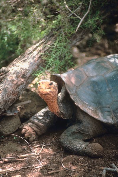 Tortoise Mating Habits | Animals - mom.me