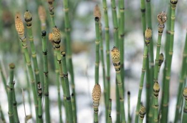 Controlling Horsetail Plants Home Guides Sf Gate Controlling Horsetail Plants