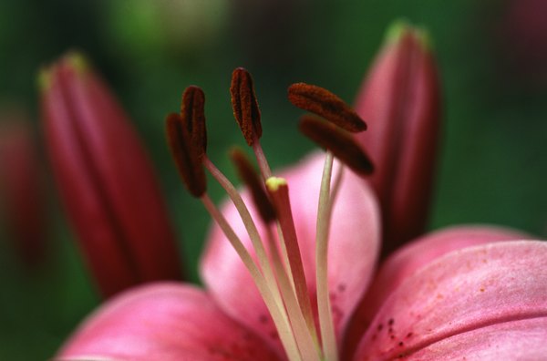 Pollen is produced in the male structures of flowering plants.