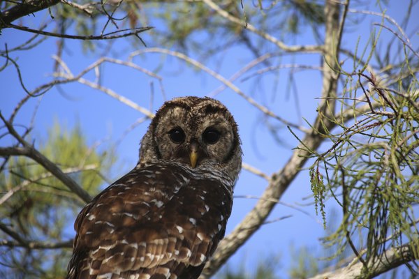 A Barred Owl