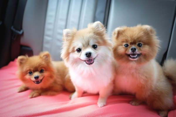 Grooming Styles For Pomeranians Pets