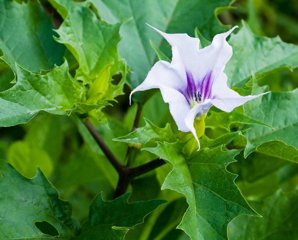 Jimson weed