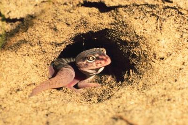Diy Fake Rock Walls For Reptiles Animals Mom Me
