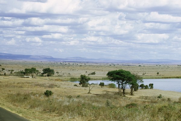 Photo Credit: Photos.com/Photos.com/Getty Images A rich grassland