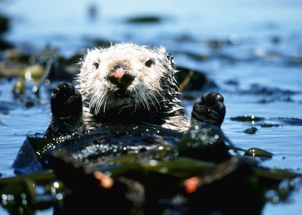 Sea otters feed on sea urchins, controlling the population and reducing the grazing pressure on kelp forests.