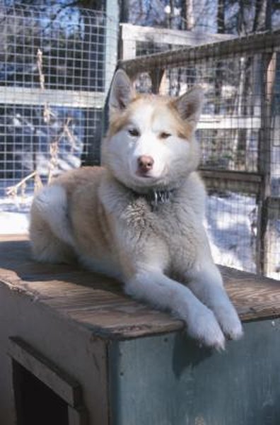 The Best Ways to Keep Huskies Groomed - Pets