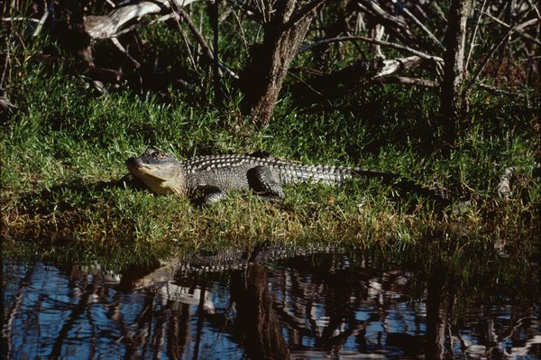 Animals That Can Walk on Land & Live in Water | Animals - mom.me