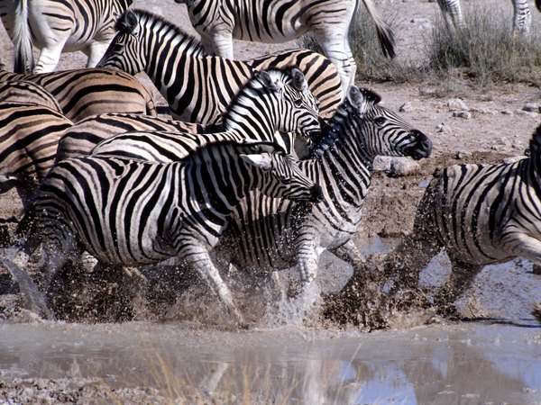 Zebras are a prey species living in grassland ecosystems.