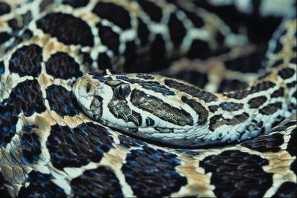 The Difference Between Gopher Snakes Rattlesnakes Animals Mom Me