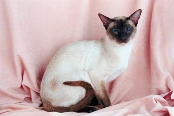 The Development Of Siamese Kittens Pets