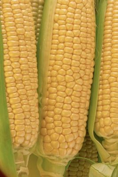 How To Control Corn Borers Earworms Home Guides Sf Gate